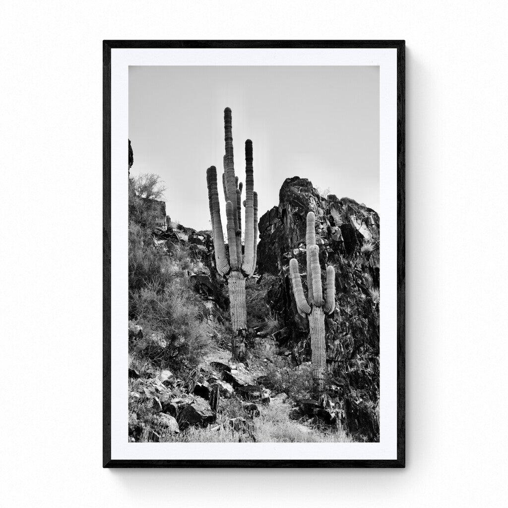 Silent Saguaro